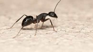وصفات التخلص من النمل