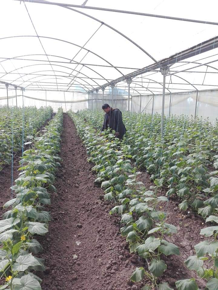 الصوب الزراعية في ديرب نجم 