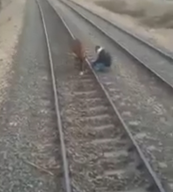 سائق قطار ينقذ حمارا