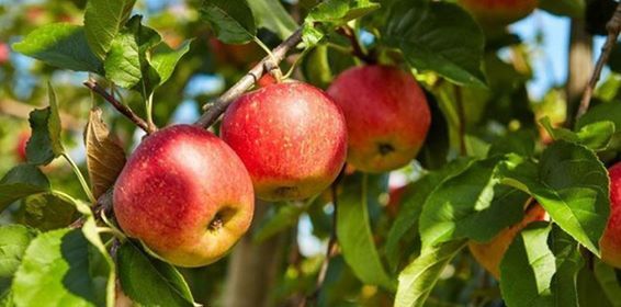 محصول التفاح
