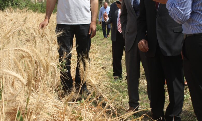 افتتاح موسم الحصاد بجامعة المنيا